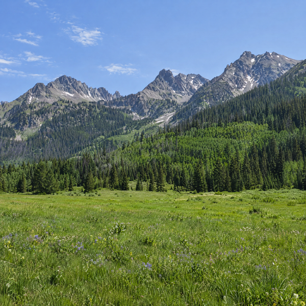 A green alpine meadow below pine and aspen forest and rocky peaks in the San Juan Mountains of Colorado