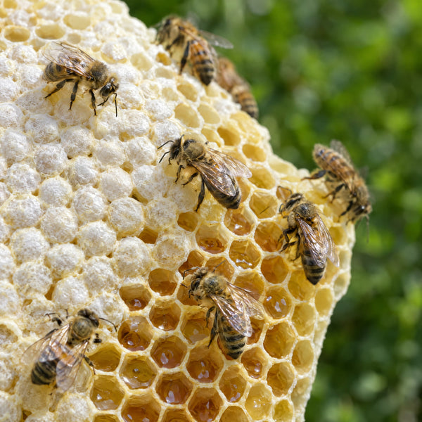 Honeybees working on fresh beeswax comb