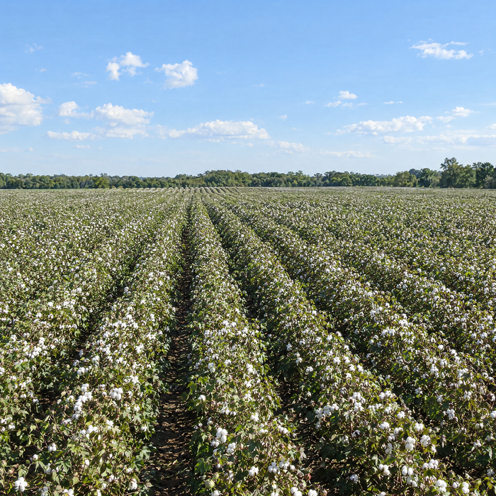Rows of cotton plants with open white bolls stretching to a line of trees under a blue sky