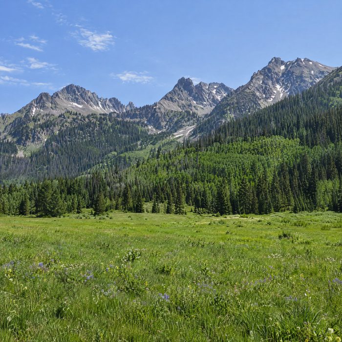A green alpine meadow below pine and aspen forest and rocky peaks in the San Juan Mountains of Colorado