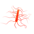 Illustration of a rod-shaped bacterium with flagella on a white background