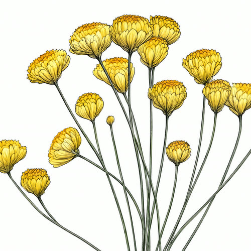Helichrysum, botanical illustration