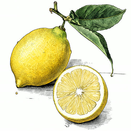 Lemon, botanical illustration