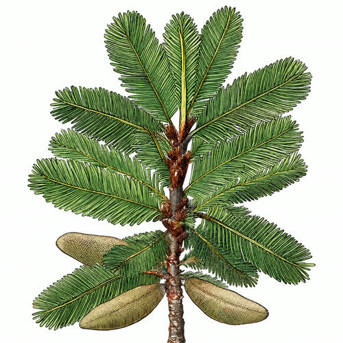 Peru balsam, botanical illustration