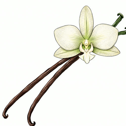 Vanilla, botanical illustration