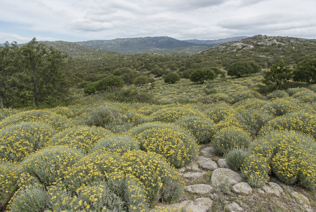 Helichrysum growing in Corsica