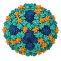 Model of a virus particle with blue and orange capsids on a white background